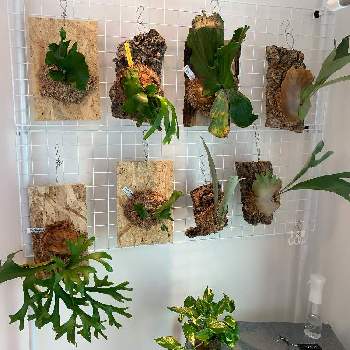 ビカクシダ ワンダエの投稿画像一覧 Greensnap グリーンスナップ