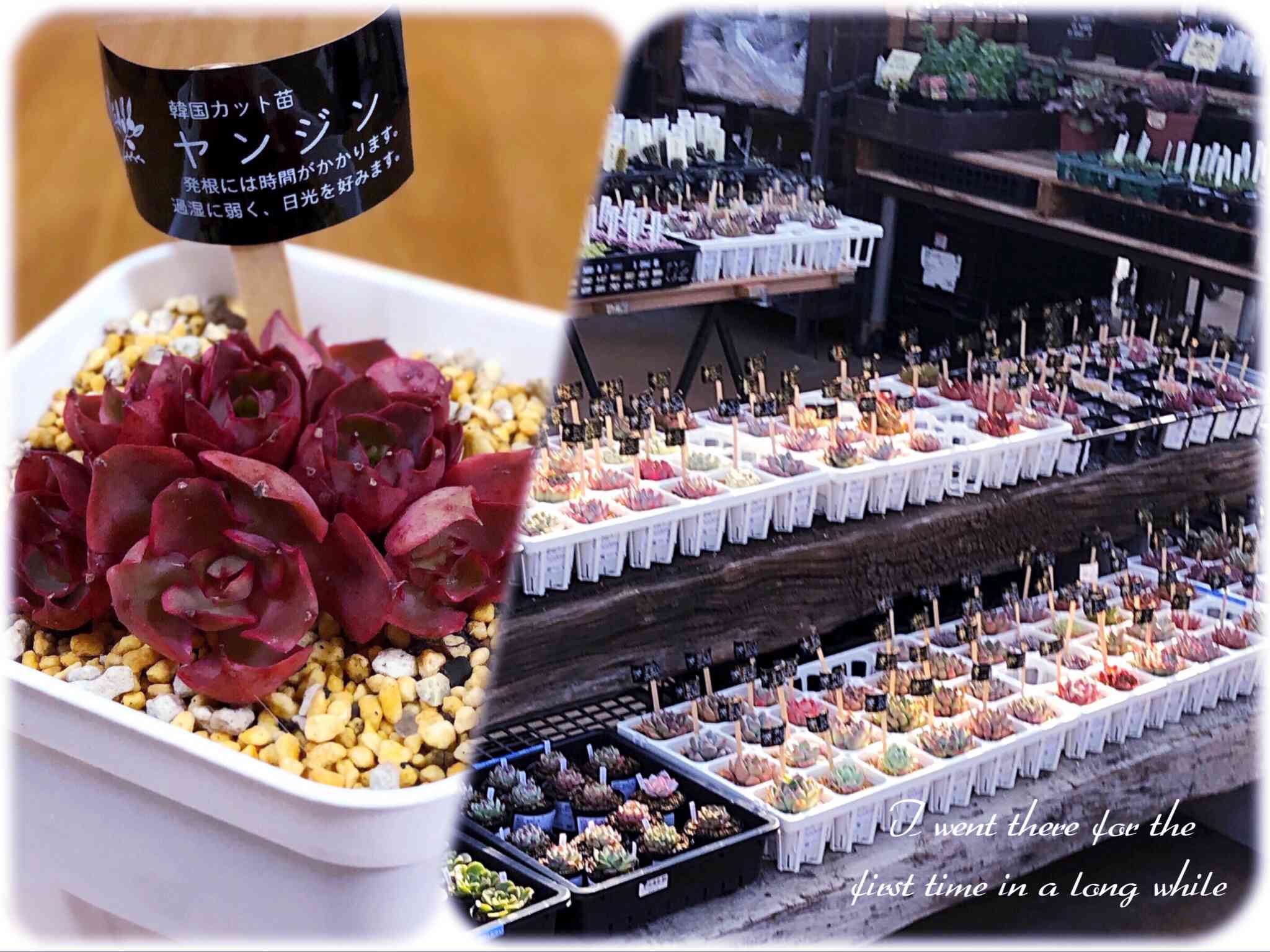 ヤンジン♡の一覧｜🍀GreenSnap（グリーンスナップ）