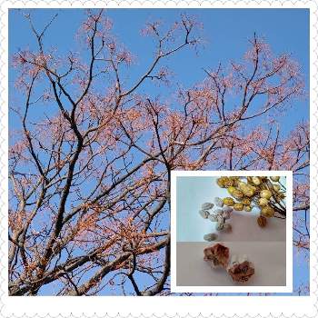 センダンの実の画像 by natsumenobabaさん | お出かけ先とセンダンとセンダンの実と花散歩