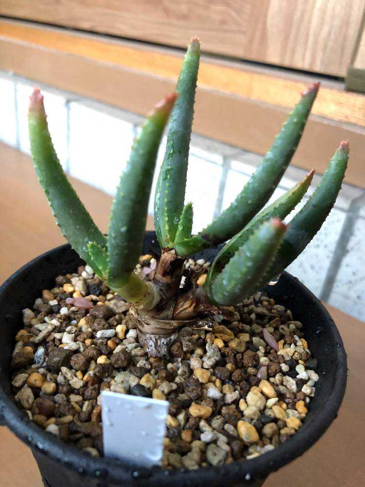 アロエ・ラモシシマ 7分頭② アロエ ラモシシマ 五分頭 Aloe