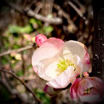 ナツミカンの花言葉 花や実の特徴 家庭菜園で栽培できる Greensnap グリーンスナップ