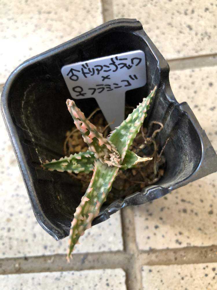 アロエ・ドリアンブラック×フラミンゴ交配種｜🍀GreenSnap（グリーン