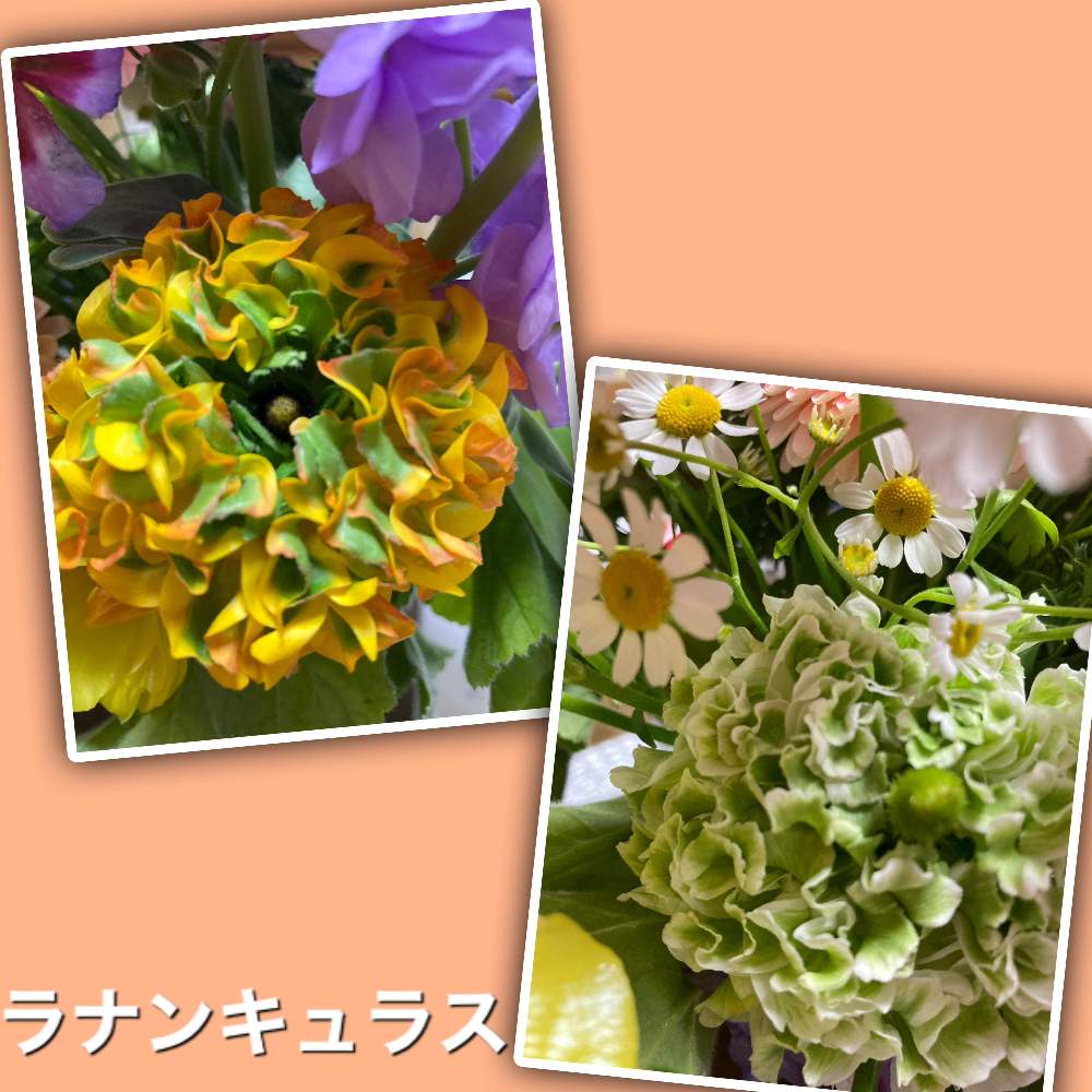 ラナンキュラスポンポンメルリスの投稿画像 By Manabeさん ラナンキュラスポンポン シレンチとキンポウゲ属と息子からのプレゼントとキンポウゲ科キンポウゲ属とキンポウゲ科とラナンキュラスポンポンと切り花 21月2月22日 Greensnap グリーンスナップ