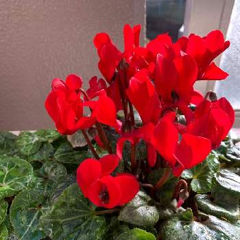 ガーデンシクラメン 寄せ植えの投稿画像一覧 Greensnap グリーンスナップ