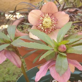 アプリコット色の投稿画像一覧 Greensnap グリーンスナップ