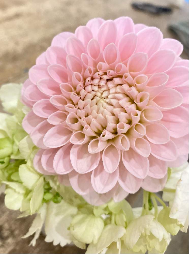 ダリア オズの魔法使いの投稿画像 By アトリエkさん 花材とatelierkとアトリエケイと淀屋橋花屋と北浜花屋とアトリエkとダリア とお花屋 さんと切り花と花材とatelierkとアトリエケイと淀屋橋花屋と北浜花屋とアトリエkとダリア とお花屋さんと切り花 21月2月22日