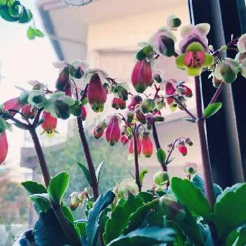 カランコエウェンディ,植物のある暮らし,グリーンライフ♡,窓辺の植物たち,朝の一枚の画像