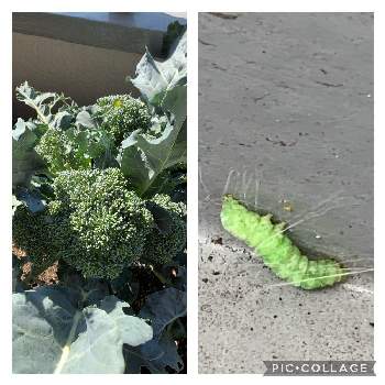 青虫の投稿画像一覧 Greensnap グリーンスナップ