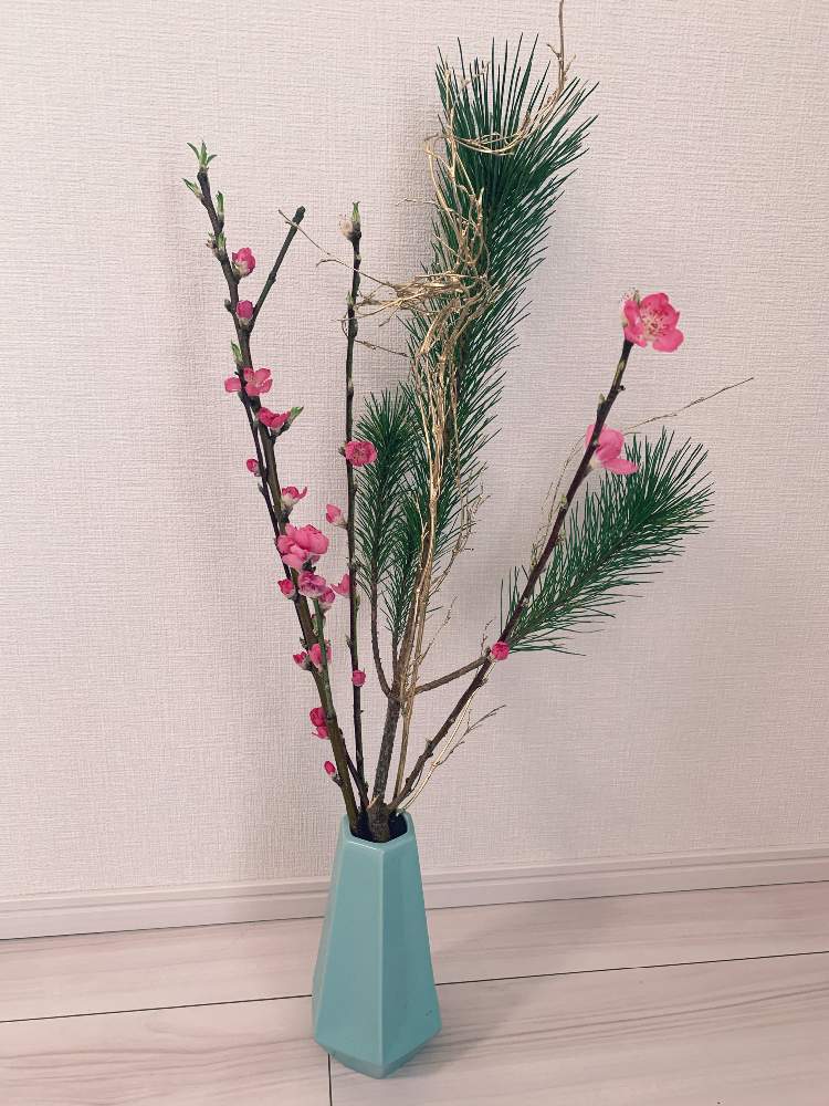 梅の枝の投稿画像 By こめさん インテリア 21月2月22日 Greensnap グリーンスナップ Greensnap グリーンスナップ 梅の枝の投稿画像 By こめさん インテリア 21月2月22日 Greensnap グリーンスナップ Greensnap グリーンスナップ