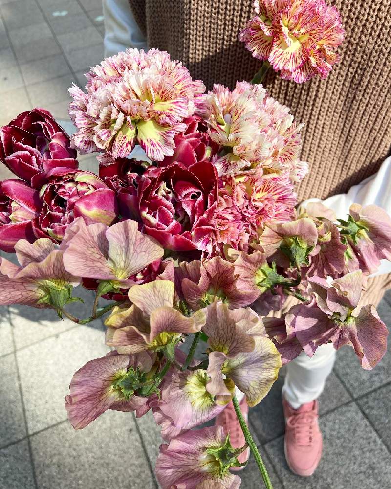 カーネーションの投稿画像 By アトリエkさん スイートピーとチューリップと花材とatelierkとアトリエケイと淀屋橋花屋と北浜花屋とアトリエkとお 花屋さんと切り花と花材とatelierkとアトリエケイと淀屋橋花屋と北浜花屋とアトリエkとお花屋さんと切り花 21月2月22日