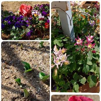 チューリップの芽の画像 by ねぎさん | お出かけ先とパンジーと薔薇とチューリップの芽と西洋おだまきと春よ来いと可愛いプルメリアたちとお花屋さんに感謝と春待ちばあば
