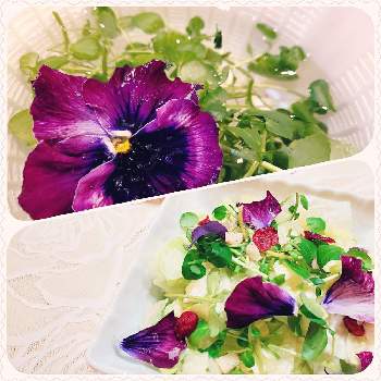 食べれるお花の画像 by miri☆*.+ﾟさん | パンジー ムーランフリルといつもありがとう♡と咲いてくれてありがとう❤と食べれるお花とおうち園芸とエディブル　フラワーと花のある暮らし