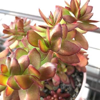 天狗の舞の投稿画像一覧 Greensnap グリーンスナップ