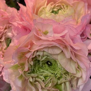 ラナンキュラス ハーマイオニーの投稿画像一覧 Greensnap グリーンスナップ