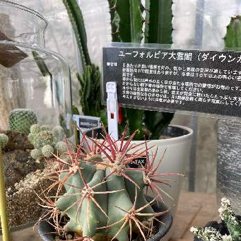 フェロカクタスの投稿画像一覧 Greensnap グリーンスナップ