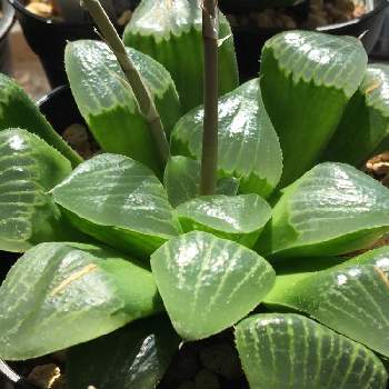 レツーサ 寿 の投稿画像一覧 Greensnap グリーンスナップ