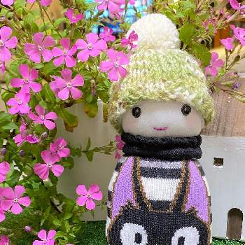 靴下人形の投稿画像一覧 Greensnap グリーンスナップ