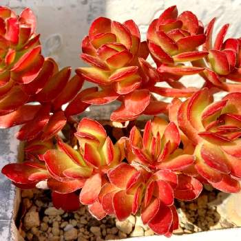 天狗の舞の投稿画像一覧 Greensnap グリーンスナップ