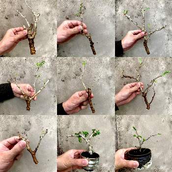 センナ属の投稿画像一覧 Greensnap グリーンスナップ