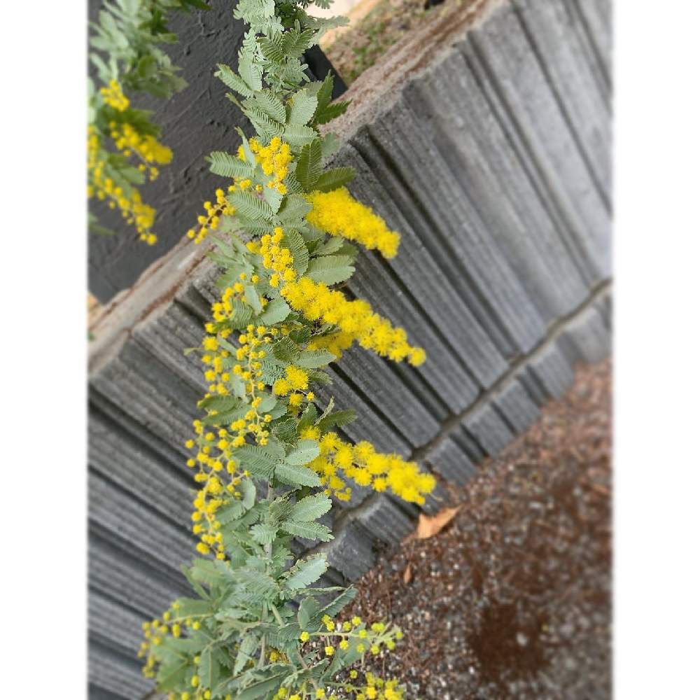 ミモザの投稿画像 By Hiさん 4年目と咲き始めと第1号と花のある暮らしと地植えと咲いた 21月2月22日 Greensnap グリーンスナップ