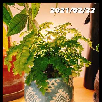 新メンバーの画像 by yuhekoさん | 部屋とアジアンタムと観葉植物と陶器鉢と新メンバーと植中毒とアジアンタムさんと植木鉢とお気に入りの器や花瓶と植物