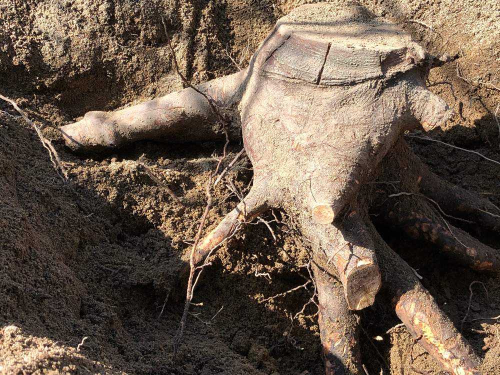 月桂樹の撤去 Greensnap グリーンスナップ