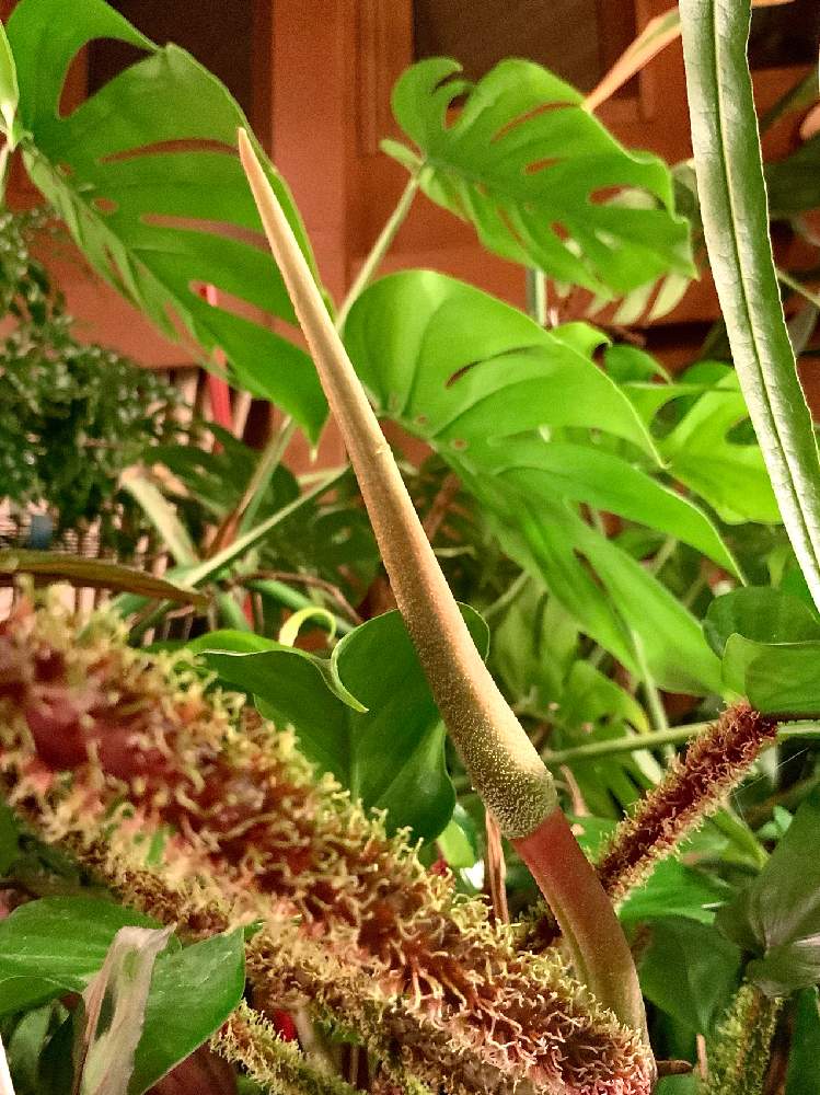 観葉植物の投稿画像 By 8787さん 植物のある暮らしとフィロデンドロン スクアミフェルムと植中毒とワタゲカズラと新芽 21月2月22日 Greensnap グリーンスナップ