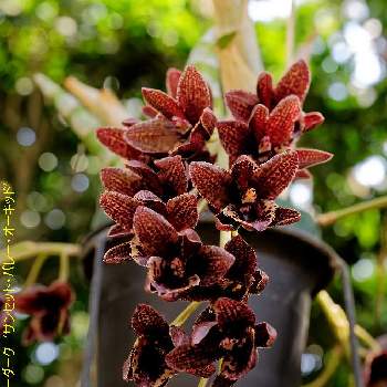 黒色の花の投稿画像一覧 Greensnap グリーンスナップ