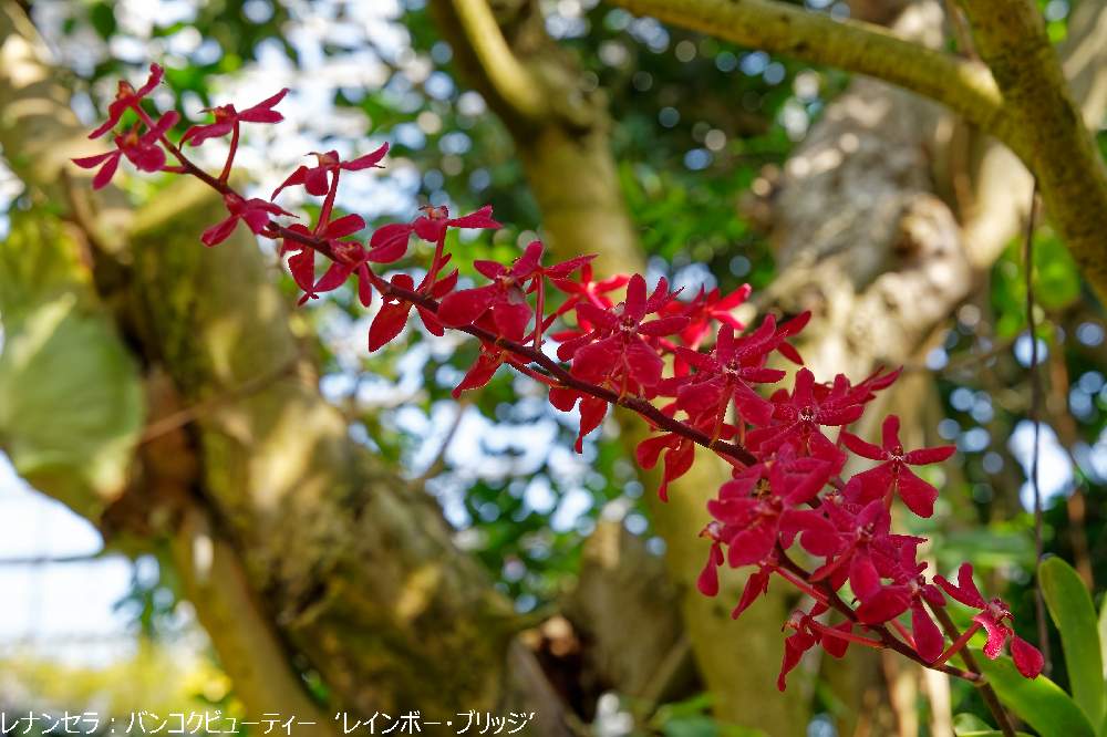 レナンセラ バンコクビューティーの投稿画像 By かばちさん 広島市植物公園と赤色の花と広島市植物公園と赤色の花 21月2月22日 Greensnap グリーンスナップ Greensnap グリーンスナップ