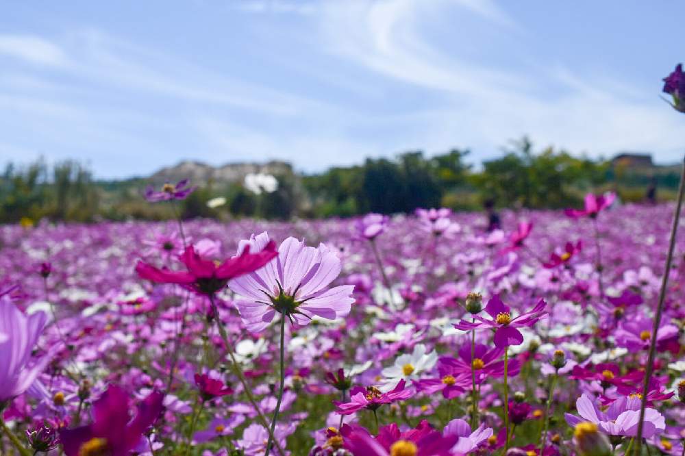 コスモスの投稿画像 By Siriさん 秋桜とファインダー越しの私の世界とピンクの花と花のある暮らしとお花好きと 写真好きと青空と花畑 21月2月23日 Greensnap グリーンスナップ