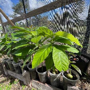 アボカドの苗の投稿画像一覧 Greensnap グリーンスナップ