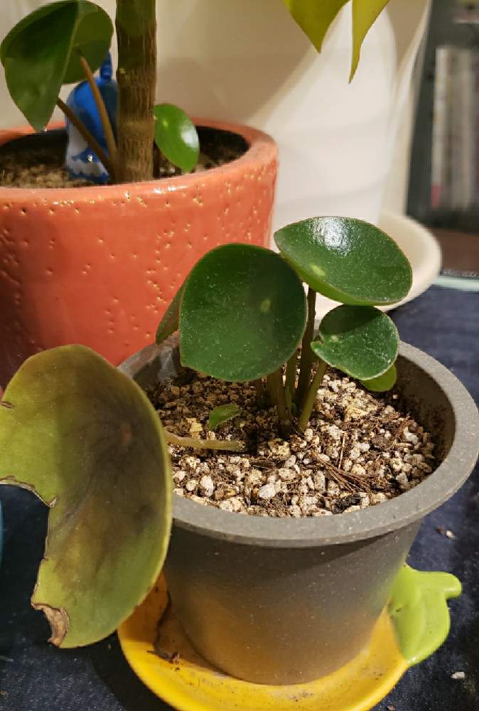 ペペロミアジェイドの投稿画像 By はのいさん 部屋 21月2月23日 Greensnap グリーンスナップ Greensnap グリーンスナップ