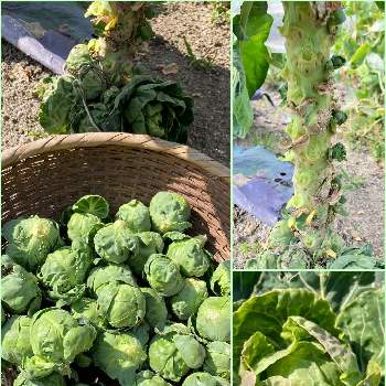 メキャベツの投稿画像一覧 Greensnap グリーンスナップ