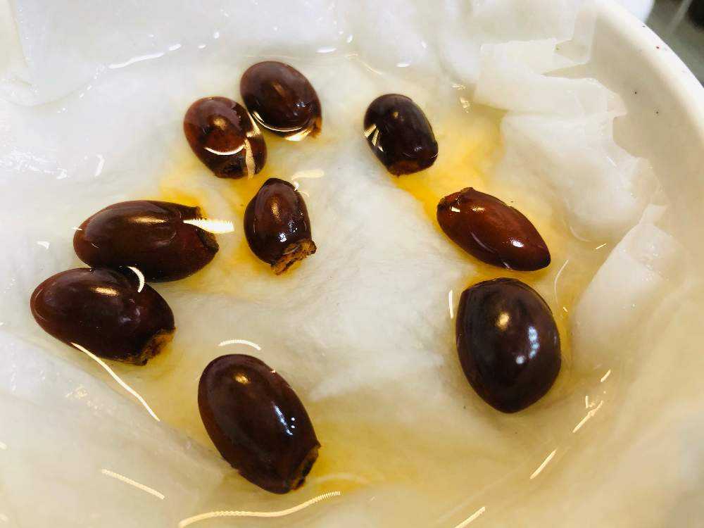 ライチ種から栽培日記 Greensnap グリーンスナップ