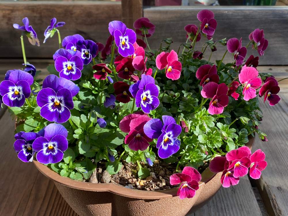 ビオラの投稿画像 By めちゃさん 明日が良い日でありますようにと最前線のあなたへと千葉県と医療関係者に感謝とおうち園芸とコロナに負けるな とつぼみとガーデニング初心者とビオラ と蕾大好き とここにしか咲かない花と花のある暮らしと大好きビオラ 21月2月23