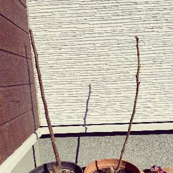 いちじくの育て方 植え付けや肥料の与え方は 鉢植え栽培もできる Greensnap グリーンスナップ