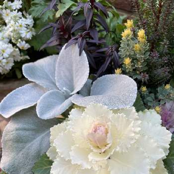 セネシオ　エンジェルウィングスの画像 by キララさん | アプローチと医療・介護の皆様に感謝と白い羽根と寄せ植えとお花に癒されてとエンジェルウィングスと花のある暮らしと葉ボタン♡と花姿が魅力的とウォーターリリー♡とお花に囲まれてとセネシオ　エンジェルウィングス