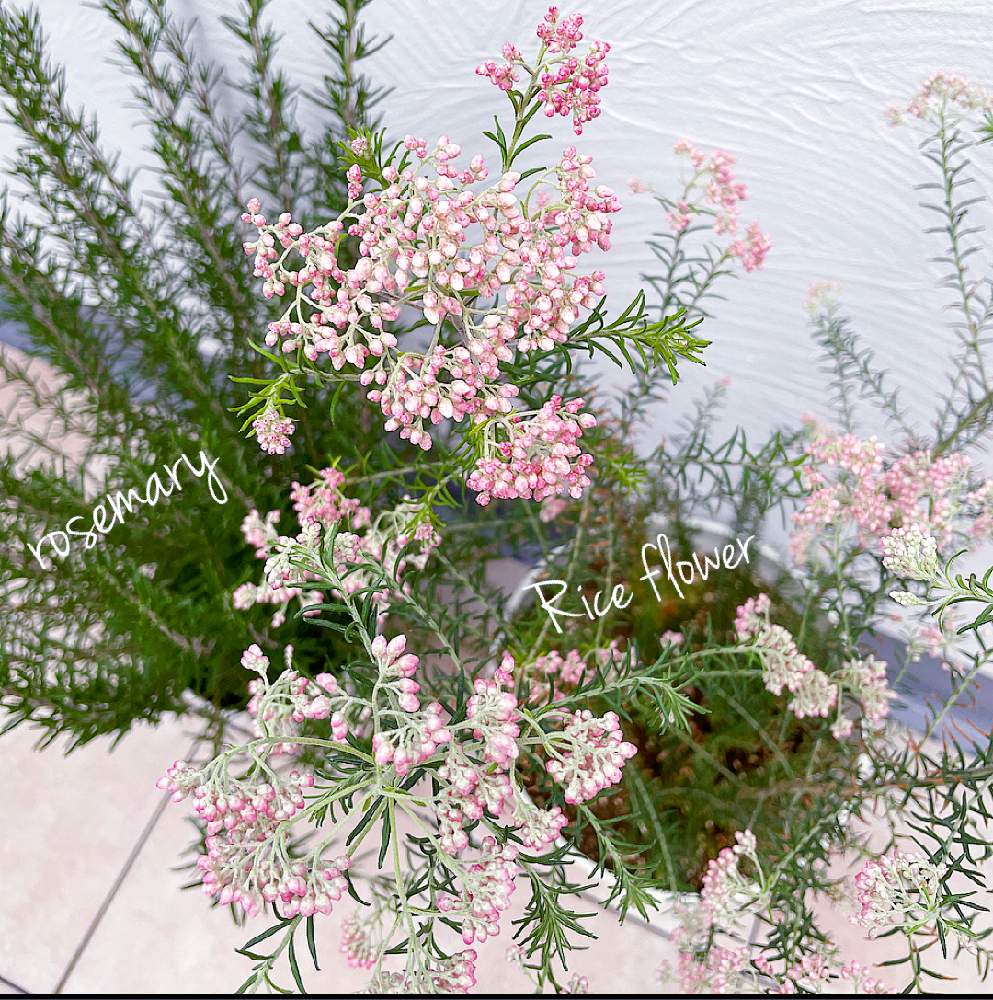 ローズマリーの投稿画像 By Ruruchirinさん ライスフラワー ロイヤルピンクとバルコニー ベランダと花のある暮らしとピンクのお花と花 のある暮らしとピンクのお花 21月2月23日 Greensnap グリーンスナップ Greensnap グリーンスナップ
