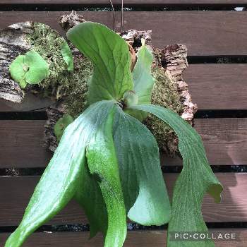 ビカクシダ交配種 ネプチューンの投稿画像一覧 Greensnap グリーンスナップ