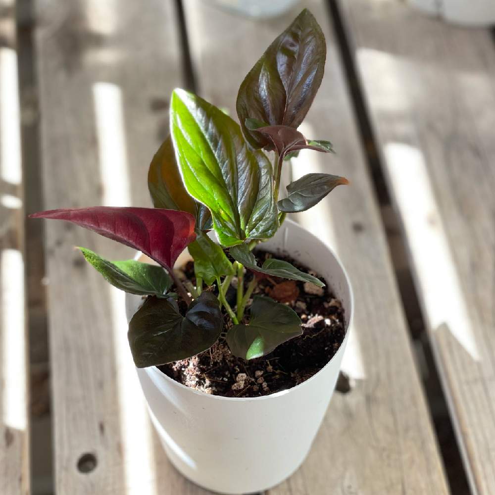 シンゴニウム チョコレートの投稿画像 By あにまさん うちの子自慢とgs映えと我が家のシンゴニウムと我が家のシンゴニウム 21月2月23日 Greensnap グリーンスナップ