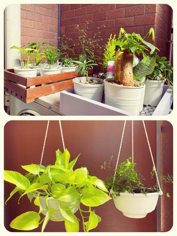 観葉植物の投稿画像 By 多肉パパさん 日光浴とガーデニング 21月2月23日 Greensnap グリーンスナップ