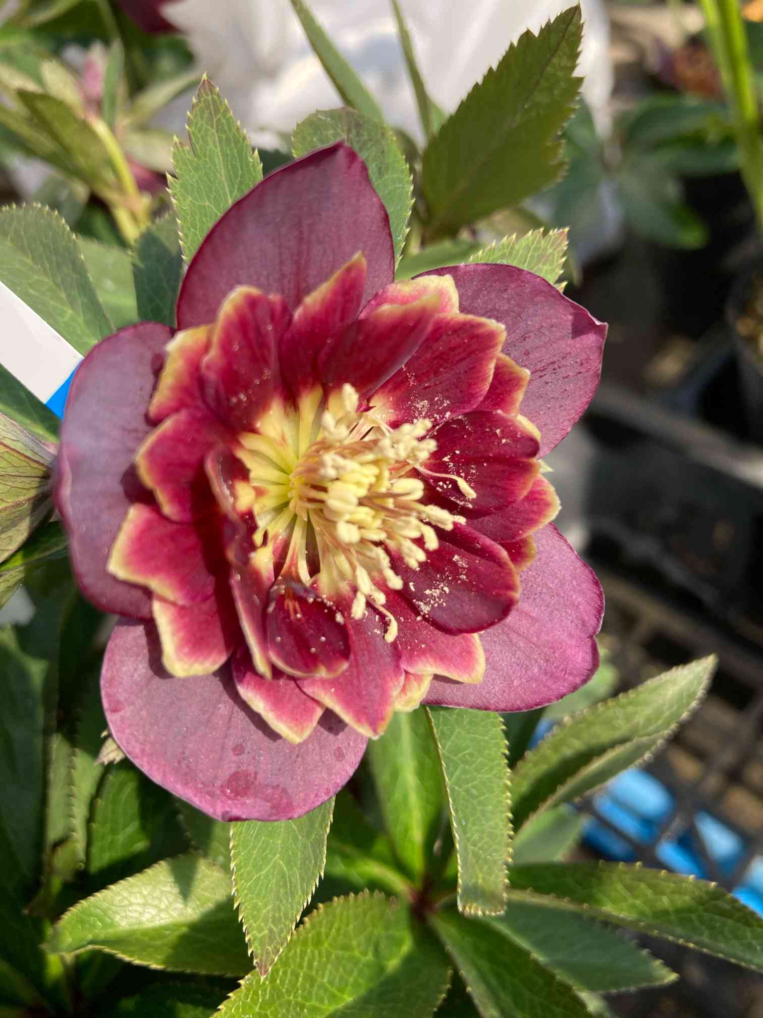 クリスマスローズ2021若泉ファーム｜🍀GreenSnap（グリーンスナップ）