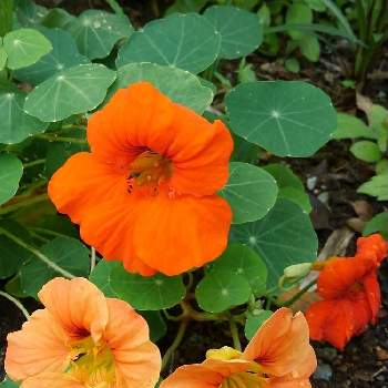 ナスタチウム イラスト