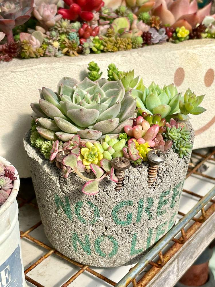 多肉植物の寄植えの投稿画像 By Hideさん マーガレットレッピンとセダム属とオトメンズと多肉16同期と多肉植物と多肉男子とhtcとジジババ 同盟とベランダガーデニングとシマムラ園芸と植中毒とエケベリア属とタニラーとオブラー党とikuraちゃんのコンクリート鉢と多肉植物