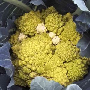 カリフラワー,冬野菜,ひとりで育てる,家庭菜園,畑の画像