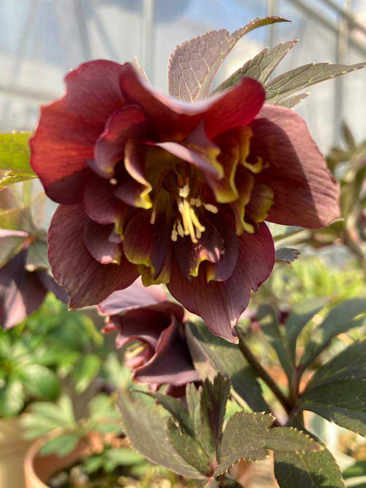 クリスマスローズ2021若泉ファーム｜🍀GreenSnap（グリーンスナップ）