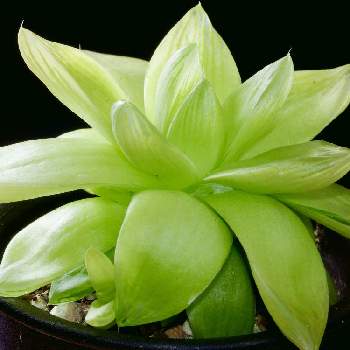 ユリ科ハオルチアの投稿画像一覧 Greensnap グリーンスナップ