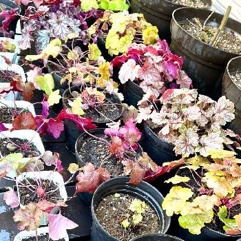 ヒューケラ ドルチェ Proven Winners Pw ガーデニング 園芸 花苗 低木 多肉植物 花 植物