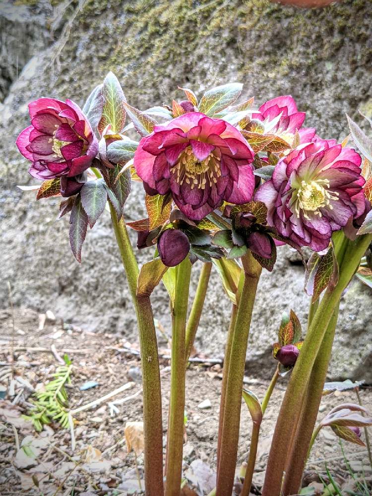 クリスマスローズ ピコティ ダブルの投稿画像 By ガラムさん 21月2月23日 Greensnap グリーンスナップ Greensnap グリーンスナップ