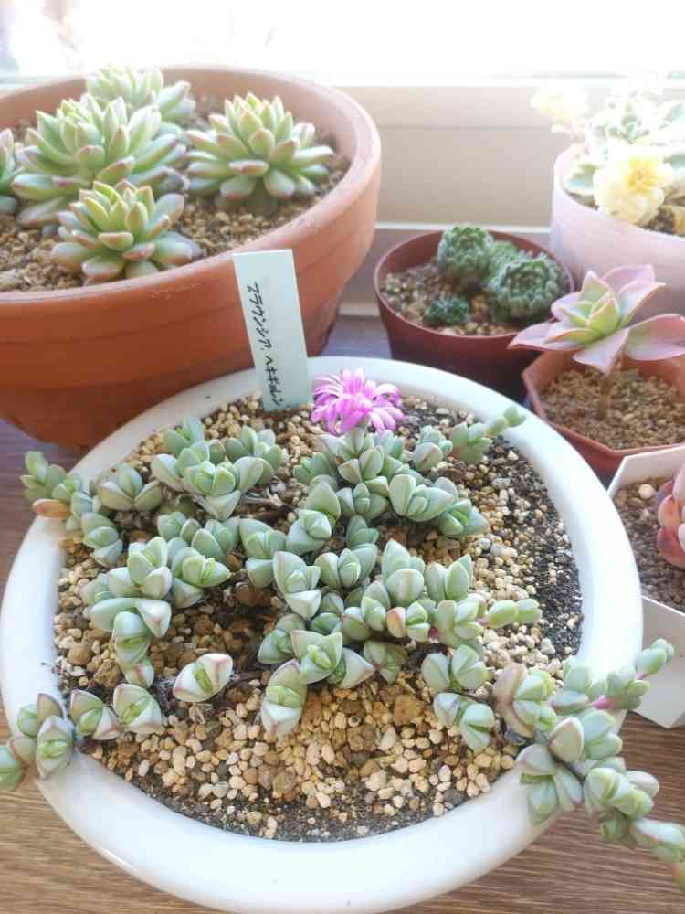 多肉植物 碧魚連 抜き苗 旨し
